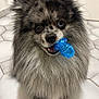 dog, pomernian, toy, blue, heterochromia, floor, tile, pet, fluffy, cute, animal, indoor, looking_up, mouth, playful, fur, small_dog, companion, canine, adorable