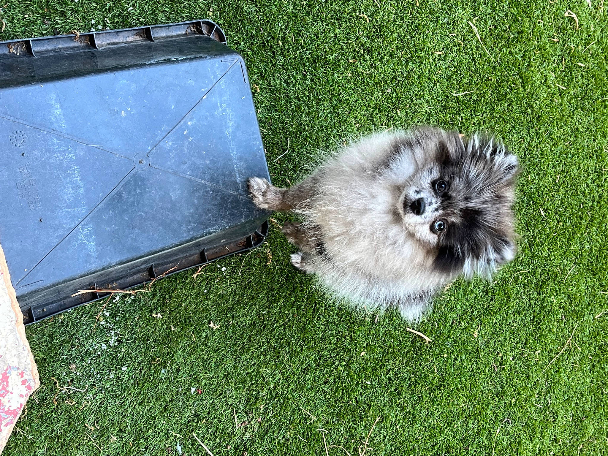 Tiger a rejoint le concours — aidez-le/la à gagner de superbes lots ! canidae, carnivore, companion_dog, dog_breed, felidae, fur, grass, groundcover, house, non_sporting_group, plant, small_to_medium_sized_cats, sporting_group, tail, terrestrial_animal, toy_dog, whiskers