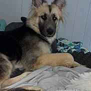 Luna is registered to the contest to win money with this photo: dog, animal, pet, bed, blanket, fur, indoor, relaxed, canine, resting, cozy, looking, ears, nose, paw, comfort, home, furniture, sleeping_area, cute