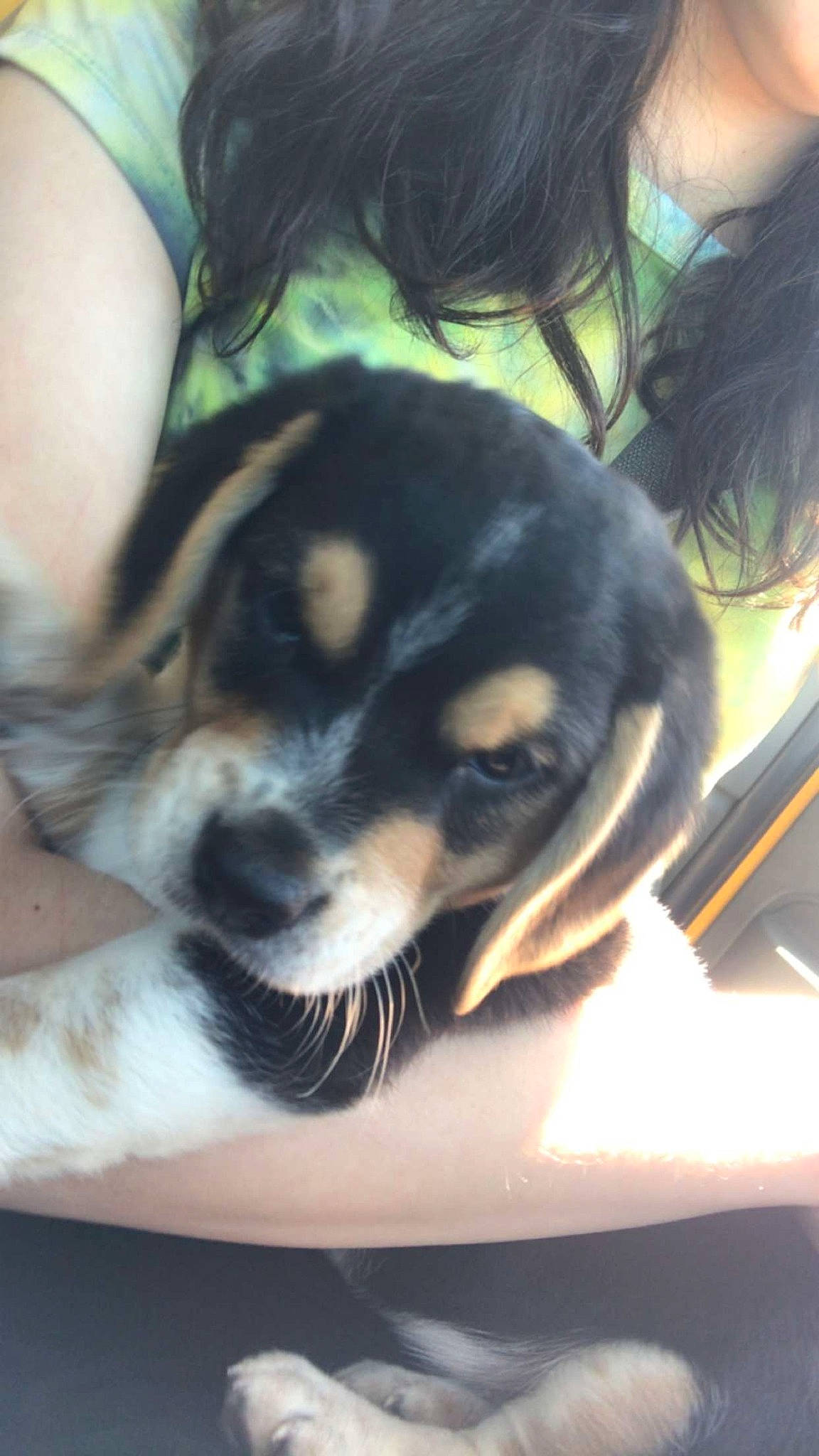 Asher is registered to the contest to win money with this photo: carnivore, companion_dog, dog, dog_breed, ear, fur, paw, plant, snout, sporting_group, terrestrial_animal, whiskers, working_dog