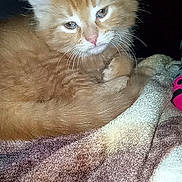 Blaze is registered to the contest to win money with this photo: kitten, cat, orange_cat, fur, whiskers, blanket, soft, sleepy, cute, pet, animal, indoor, cozy, closeup, resting, feline, young, domestic_cat, cute_pet, curious