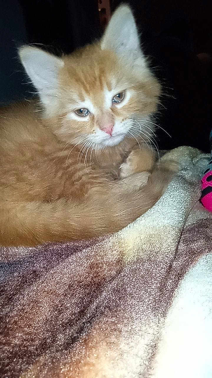 Blaze is registered to the contest to win money with this photo: kitten, cat, orange_cat, fur, whiskers, blanket, soft, sleepy, cute, pet, animal, indoor, cozy, closeup, resting, feline, young, domestic_cat, cute_pet, curious