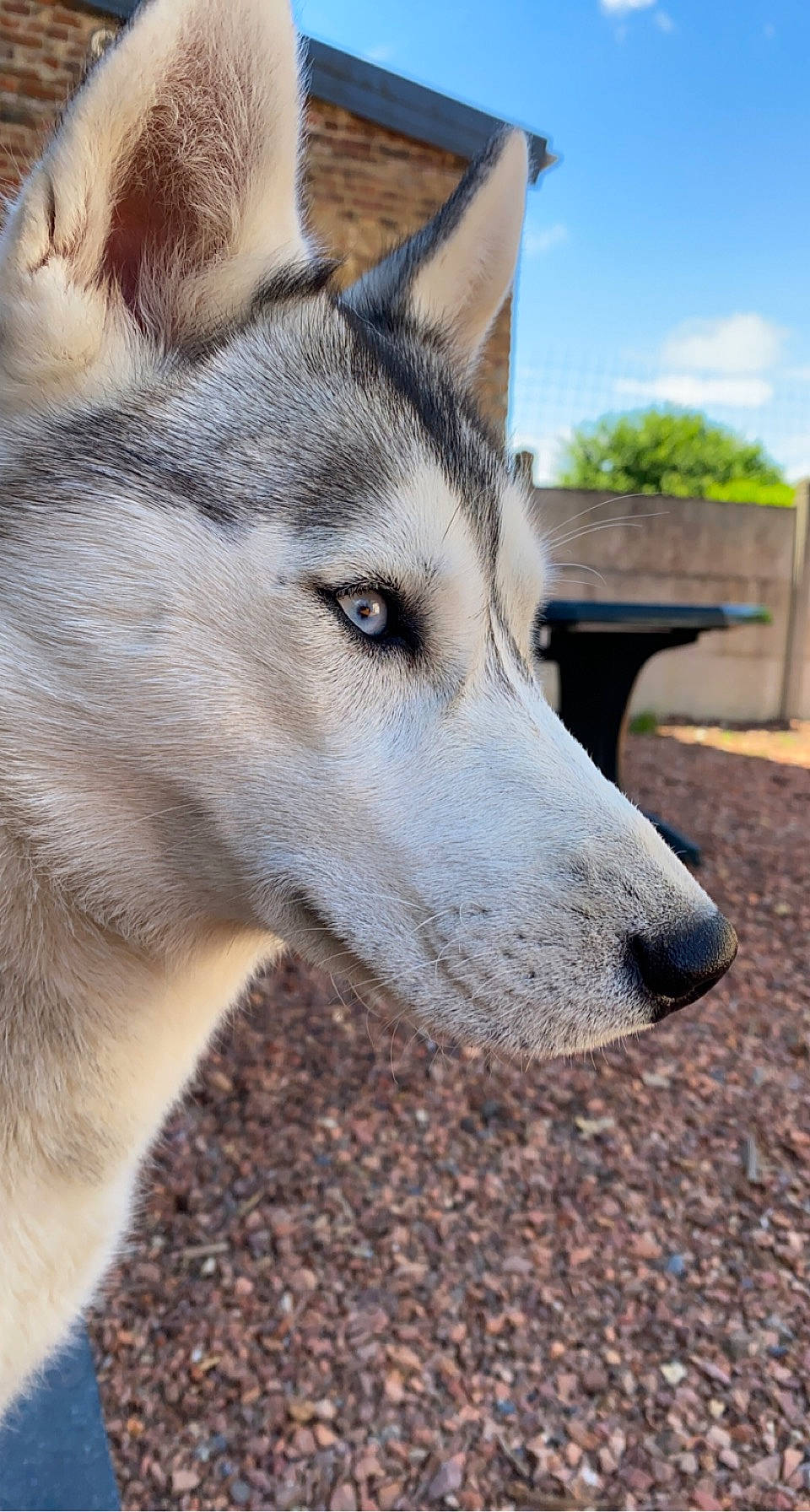 Jaska participe au concours pour gagner de l'argent avec cette photo : canidae, canis, carnivore, cloud, dog, dog_breed, eye, fawn, fur, jaw, sky, sled_dog, snout, sporting_group, terrestrial_animal, tree, whiskers, wolf, working_animal, working_dog
