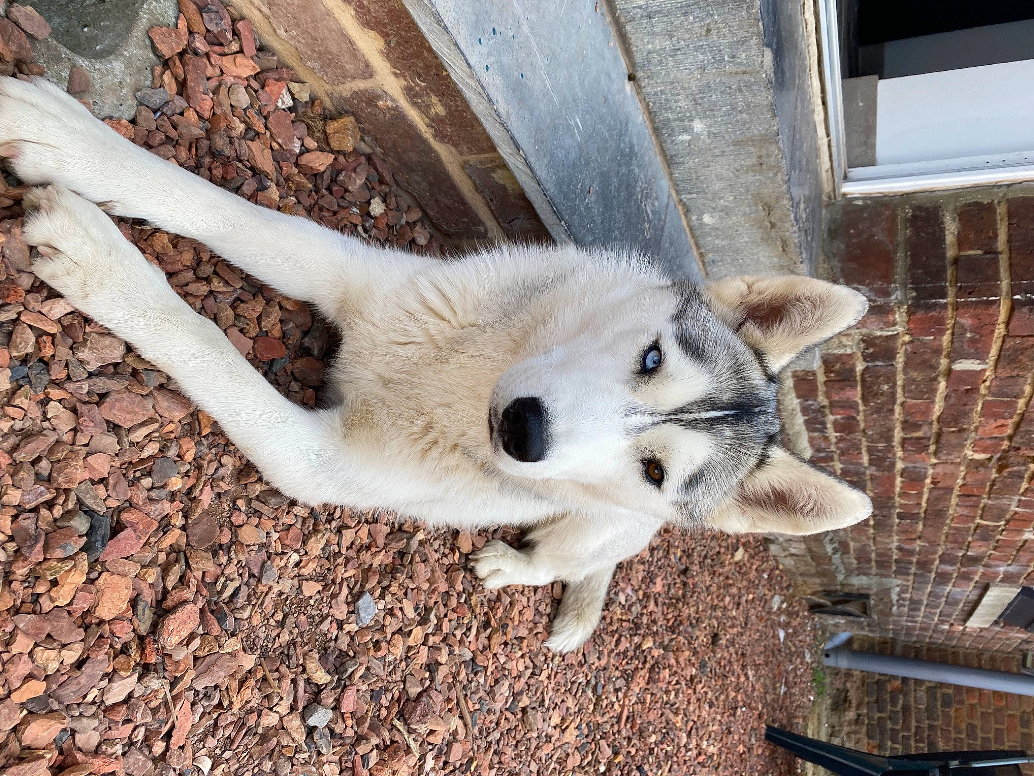 Jaska a rejoint le concours — aidez-le/la à gagner de superbes lots ! canidae, carnivore, chair, companion_dog, dog, dog_breed, fawn, felidae, fur, non_sporting_group, outdoor_bench, outdoor_furniture, small_to_medium_sized_cats, sporting_group, tail, terrestrial_animal, whiskers, wildlife, wood, working_animal