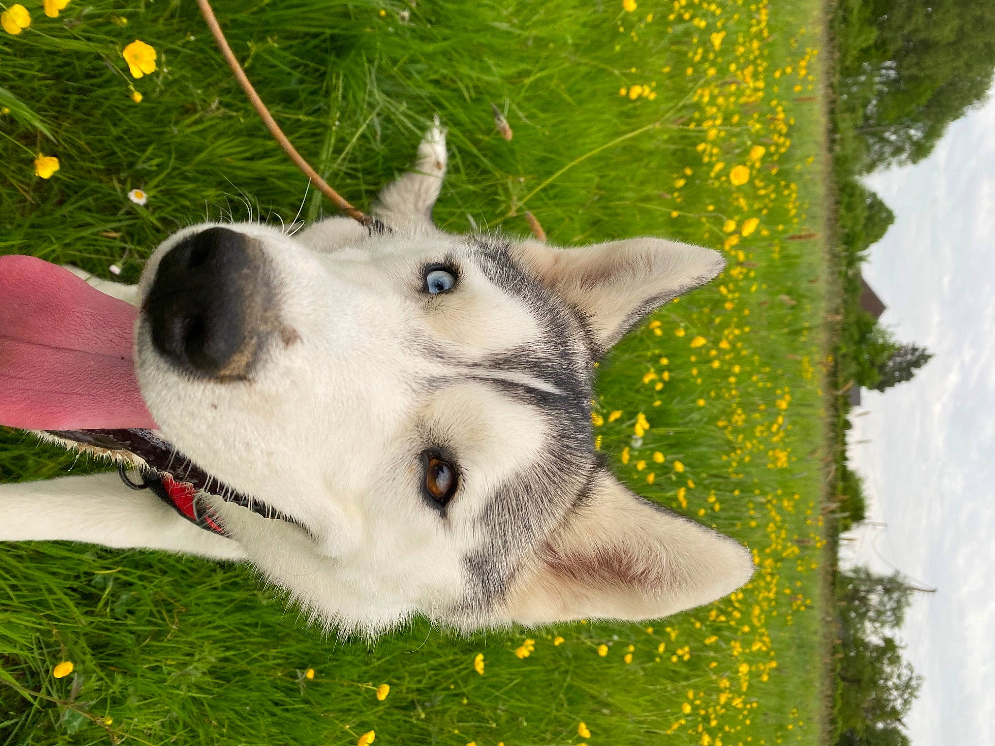 Jaska participe au concours pour gagner de l'argent avec cette photo : ancient_dog_breeds, art, canidae, canis, carnivore, companion_dog, dog, dog_breed, flower, fur, grass, plant, sled_dog, spring, terrestrial_animal, whiskers, wildflower, wildlife, wolf, working_dog