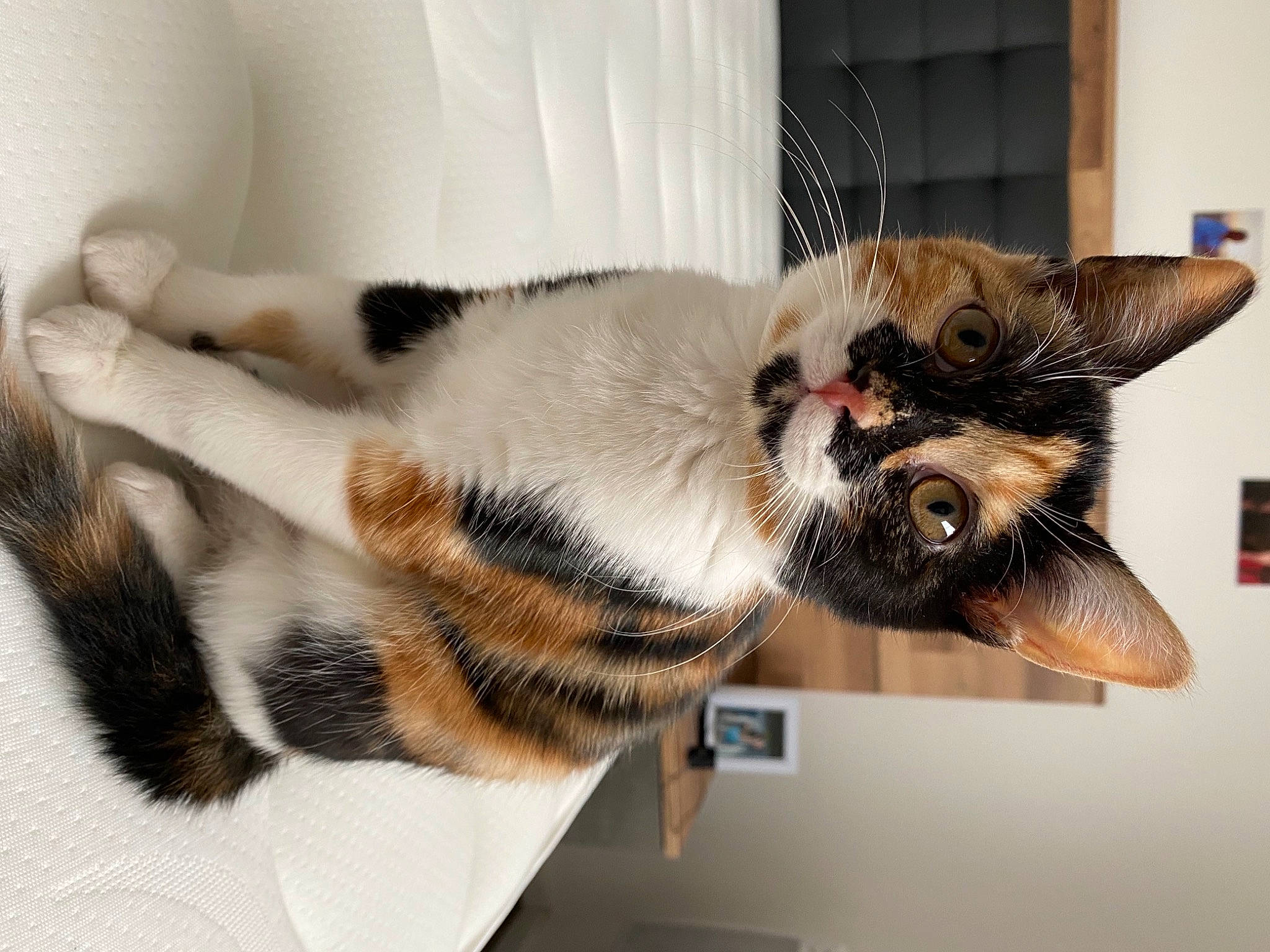 Olie participe au concours pour gagner de l'argent avec cette photo : carnivore, cat, curtain, domestic_short_haired_cat, felidae, fur, paw, pet_supply, small_to_medium_sized_cats, snout, tail, terrestrial_animal, toe, vertebrate, whiskers