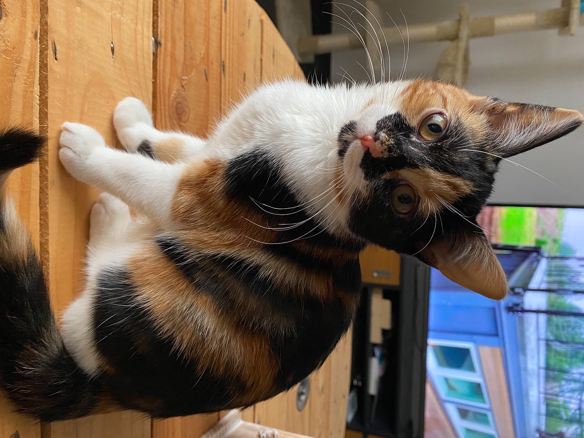 Olie a rejoint le concours — aidez-le/la à gagner de superbes lots ! carnivore, cat, claw, domestic_short_haired_cat, fawn, felidae, fur, plywood, small_to_medium_sized_cats, snout, tail, terrestrial_animal, toe, tongue, vertebrate, whiskers, wood, wood_stain