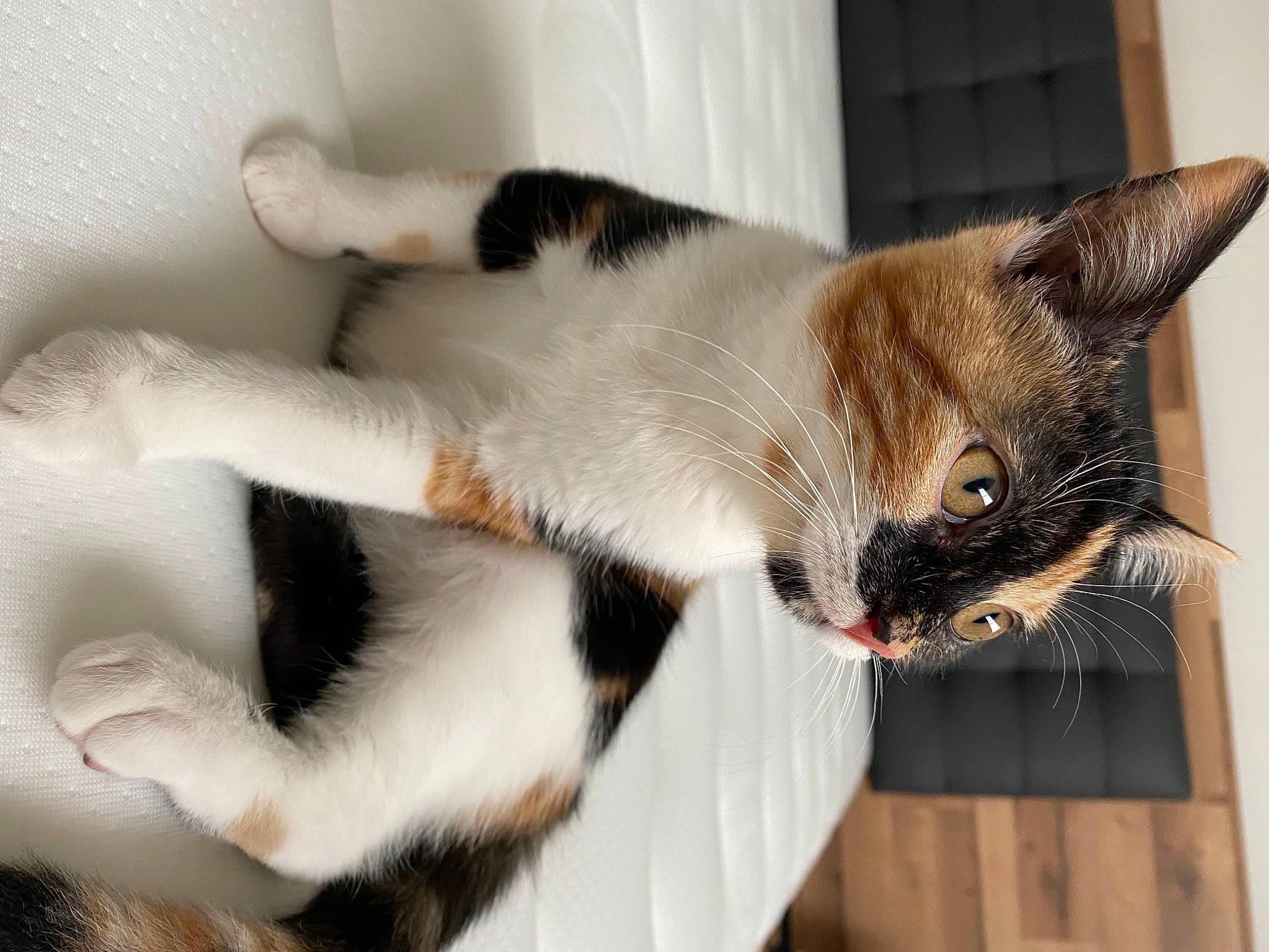 Olie a rejoint le concours — aidez-le/la à gagner de superbes lots ! beige, carnivore, cat, claw, comfort, domestic_short_haired_cat, felidae, fur, mammal, paw, pet_supply, small_to_medium_sized_cats, snout, tail, terrestrial_animal, vertebrate, whiskers