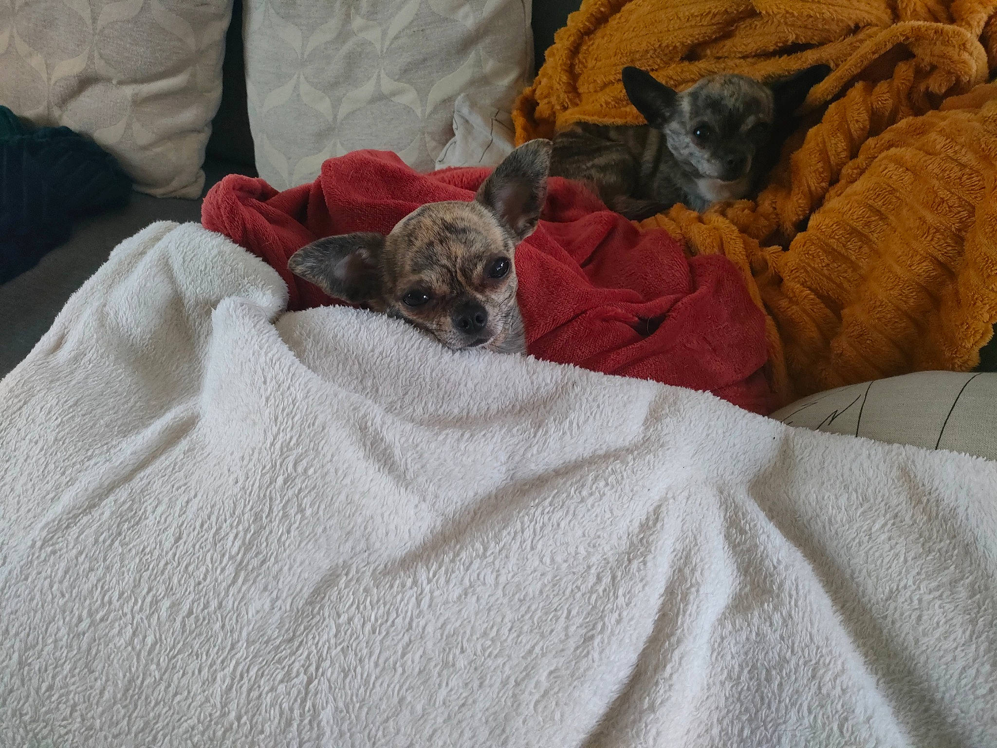 Princesse a rejoint le concours — aidez-le/la à gagner de superbes lots ! bed, bedding, bored, brown, canidae, carnivore, comfort, companion_dog, couch, dog, dog_breed, fawn, grey, linens, mammal, pillow, sporting_group, textile, vertebrate, working_animal