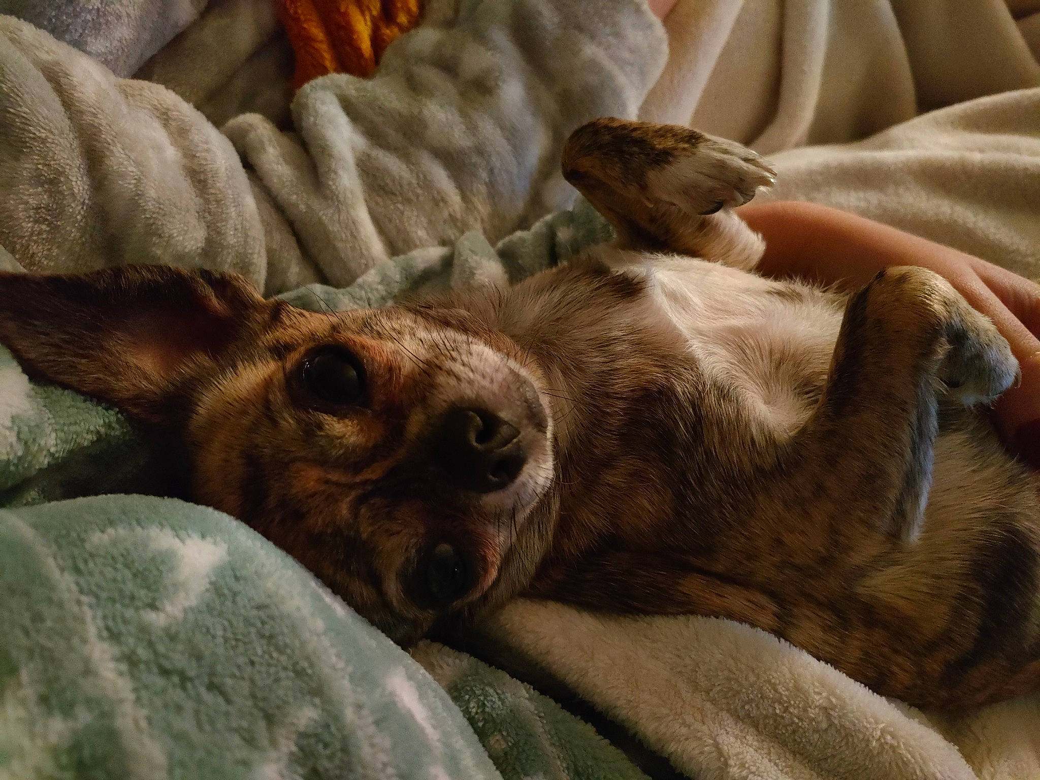 Princesse participe au concours pour gagner de l'argent avec cette photo : canidae, carnivore, comfort, companion_dog, dog, dog_breed, fawn, felidae, fur, linens, liver, paw, small_to_medium_sized_cats, snout, sporting_group, terrestrial_animal, whiskers, wildlife, working_animal, wrinkle