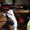 Victoire participe au concours pour gagner de l'argent avec cette photo : animal, blurred_background, cat, chair, cozy, curious, domestic, floor, furniture, home, indoor, looking_up, pet, shadow, sunlight, tabby, table, whiskers, white_fur, wooden_floor
