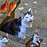 Victoire a rejoint le concours — aidez-le/la à gagner de superbes lots ! animal, carnivore, cat, chicken_drumsticks, collage, concrete_floor, curious, daylight, dry_leaves, feline, food, licking, mammal, nature, outdoor, pet, playful, stone_steps, texture, white_and_black_fur