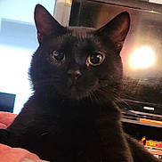 Buddy is registered to the contest to win money with this photo: black_cat, cat, pet, indoor, close_up, feline, animal, curious, whiskers, ears, eyes, soft_surface, cozy, home, television, wall_art, furniture, relaxed, domestic_cat, portrait