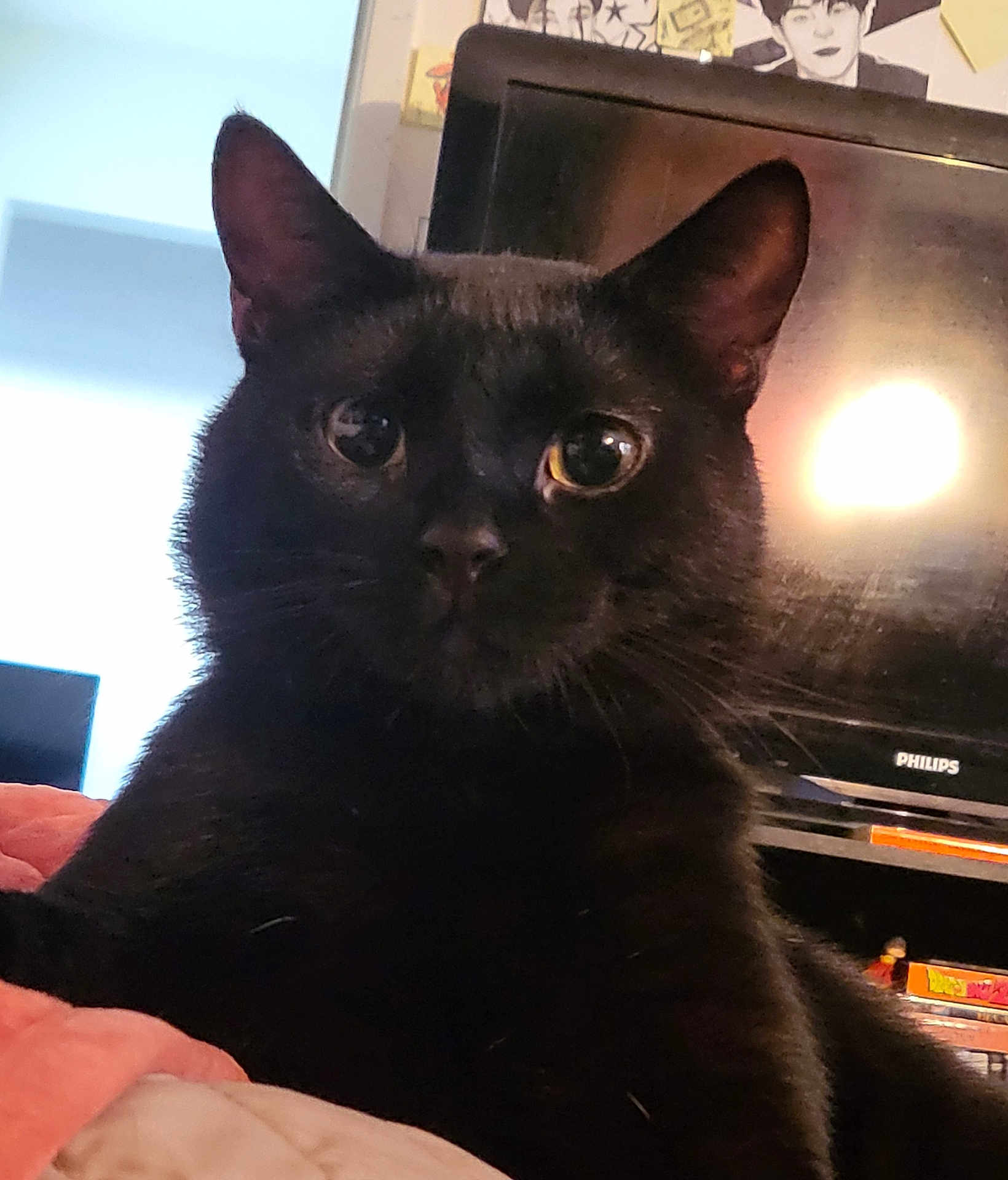 Buddy