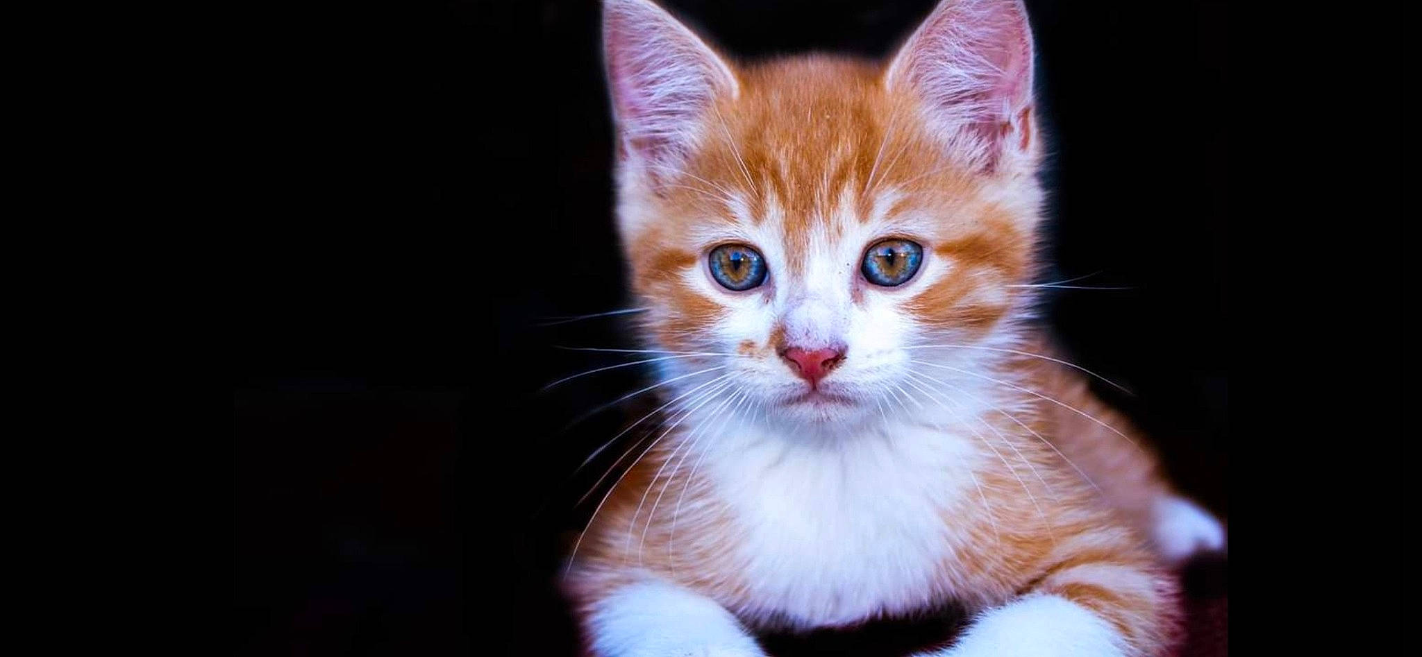 Jack participe au concours pour gagner de l'argent avec cette photo : art, carnivore, cat, domestic_short_haired_cat, fawn, felidae, fur, paw, small_to_medium_sized_cats, snout, tail, terrestrial_animal, whiskers, wildlife