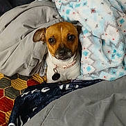 Lola is registered to the contest to win money with this photo: dog, blanket, bed, comforter, indoor, pet, brown, white, collar, cute, looking, cozy, furniture, fabric, soft, resting, small_dog, animal, cute_pet, domestic_animal