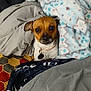 dog, blanket, bed, comforter, indoor, pet, brown, white, collar, cute, looking, cozy, furniture, fabric, soft, resting, small_dog, animal, cute_pet, domestic_animal