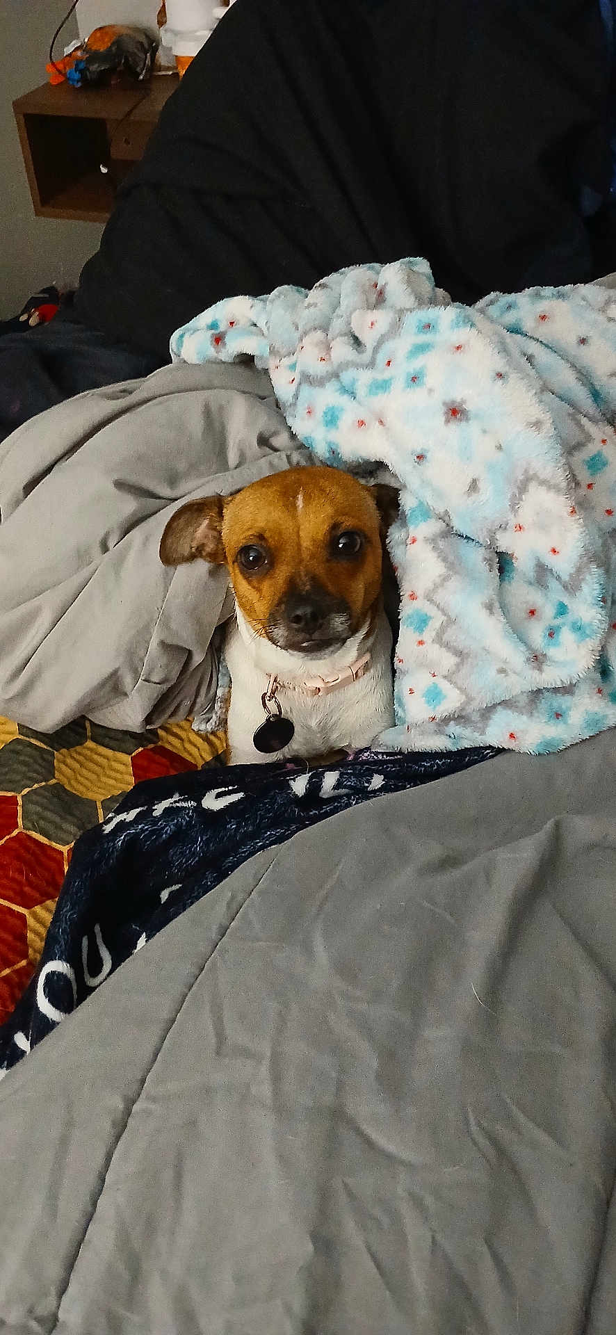 Lola is registered to the contest to win money with this photo: dog, blanket, bed, comforter, indoor, pet, brown, white, collar, cute, looking, cozy, furniture, fabric, soft, resting, small_dog, animal, cute_pet, domestic_animal