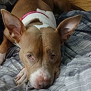 Jazzy joined the competition — help win amazing prizes! dog, brown_dog, white_dog, bed, blanket, pillow, striped_bedding, indoor, pet, collar, resting, ears, sleepy, canine, fur, animal, household, relaxed, comfort, closeup