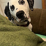 Brian Griffin is registered to the contest to win money with this photo: dog, black_and_white, blanket, cozy, indoor, pet, curious, couch, head_tilt, close_up, fur, animal, ears, face, collar, expression, texture, home, relaxed, background