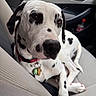 Brian Griffin joined the competition — help win amazing prizes! dog, dalmatian, car, car_seat, pet, animal, black_spots, white_fur, collar, tag, seatbelt, interior, window, door_handle, bottle, relaxed, closeup, portrait, canine, domestic_animal
