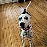 Brian Griffin joined the competition — help win amazing prizes! dalmatian, dog, pet, indoor, wooden_floor, collar, toy_box, window, curtains, black_spots, looking_up, red_collar, green_bell, headwear, playful, home, flooring, animal, canine, cute