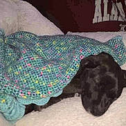 Sebastian Peanut is registered to the contest to win money with this photo: animal, black, blanket, comfort, cozy, crocheted, cute, dog, face, fur, head, indoor, pet, puppy, resting, sleep, sleeping, snuggled, soft, young