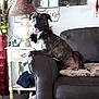 Sebastian Peanut is registered to the contest to win money with this photo: animal, brindle, brown, comfortable, couch, decor, dog, friendly, furniture, household_items, indoor, lamp, living_room, pet, pillow, portrait, relaxed, side_table, tongue_out, wall_art