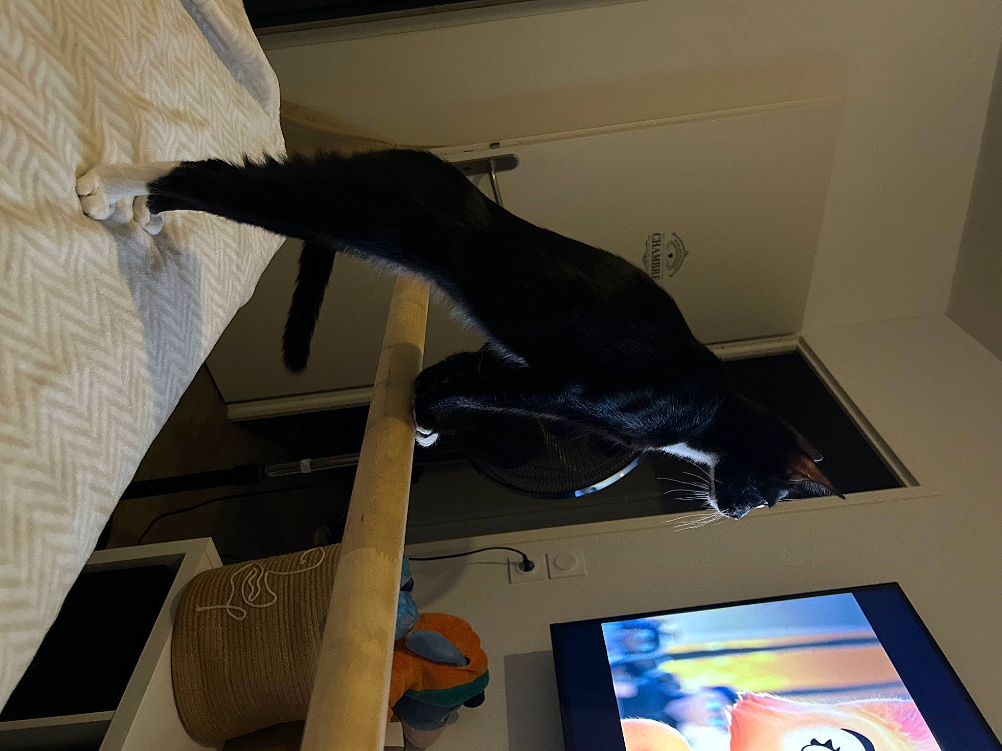 Uzzo participe au concours pour gagner de l'argent avec cette photo : building, carnivore, comfort, display_device, electric_blue, felidae, flat_panel_display, flooring, gadget, hardwood, led_backlit_lcd_display, machine, multimedia, room, small_to_medium_sized_cats, sporting_group, tail, visual_arts, wood