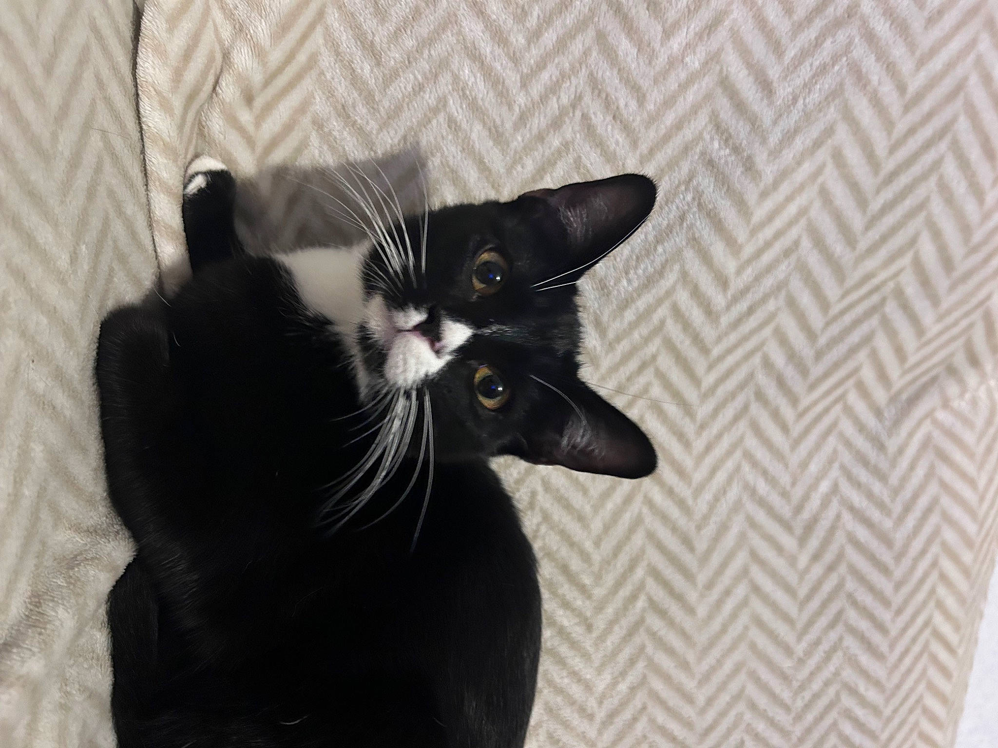 Uzzo participe au concours pour gagner de l'argent avec cette photo : black_cat, bombay, carnivore, cat, comfort, domestic_short_haired_cat, ear, felidae, fur, grey, monochrome, monochrome_photography, small_to_medium_sized_cats, snout, tail, terrestrial_animal, whiskers