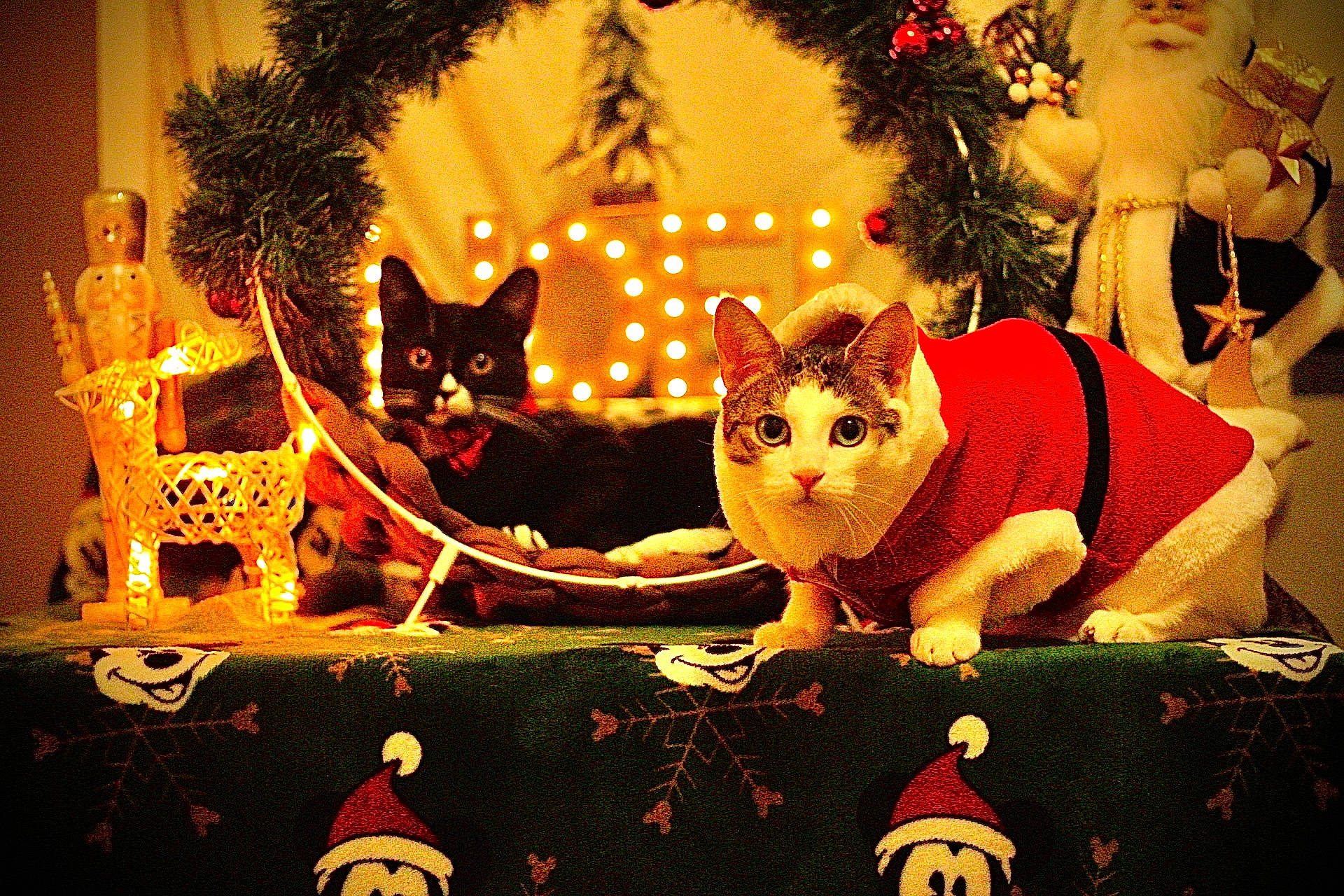 Uzzo participe au concours pour gagner de l'argent avec cette photo : carnivore, cat, christmas, christmas_decoration, christmas_eve, christmas_ornament, christmas_tree, event, facial_expression, fawn, felidae, happy, holiday, light, ornament, plant, small_to_medium_sized_cats, tail, tree, whiskers