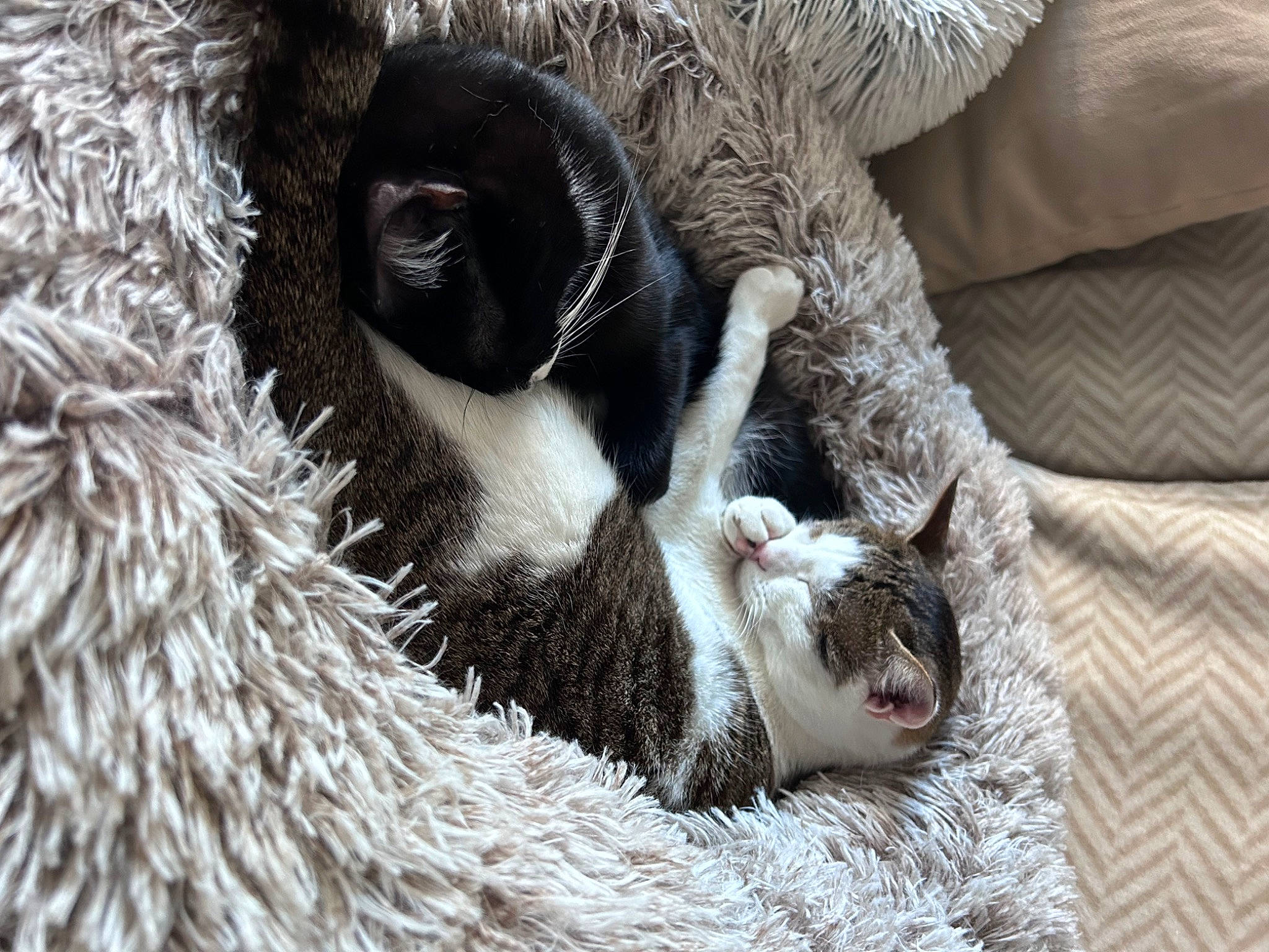 Uzzo participe au concours pour gagner de l'argent avec cette photo : canidae, carnivore, cat, cat_supply, claw, comfort, dog_breed, domestic_short_haired_cat, felidae, fur, grey, paw, small_to_medium_sized_cats, snout, sporting_group, tail, terrestrial_animal, vertebrate, whiskers, wildlife