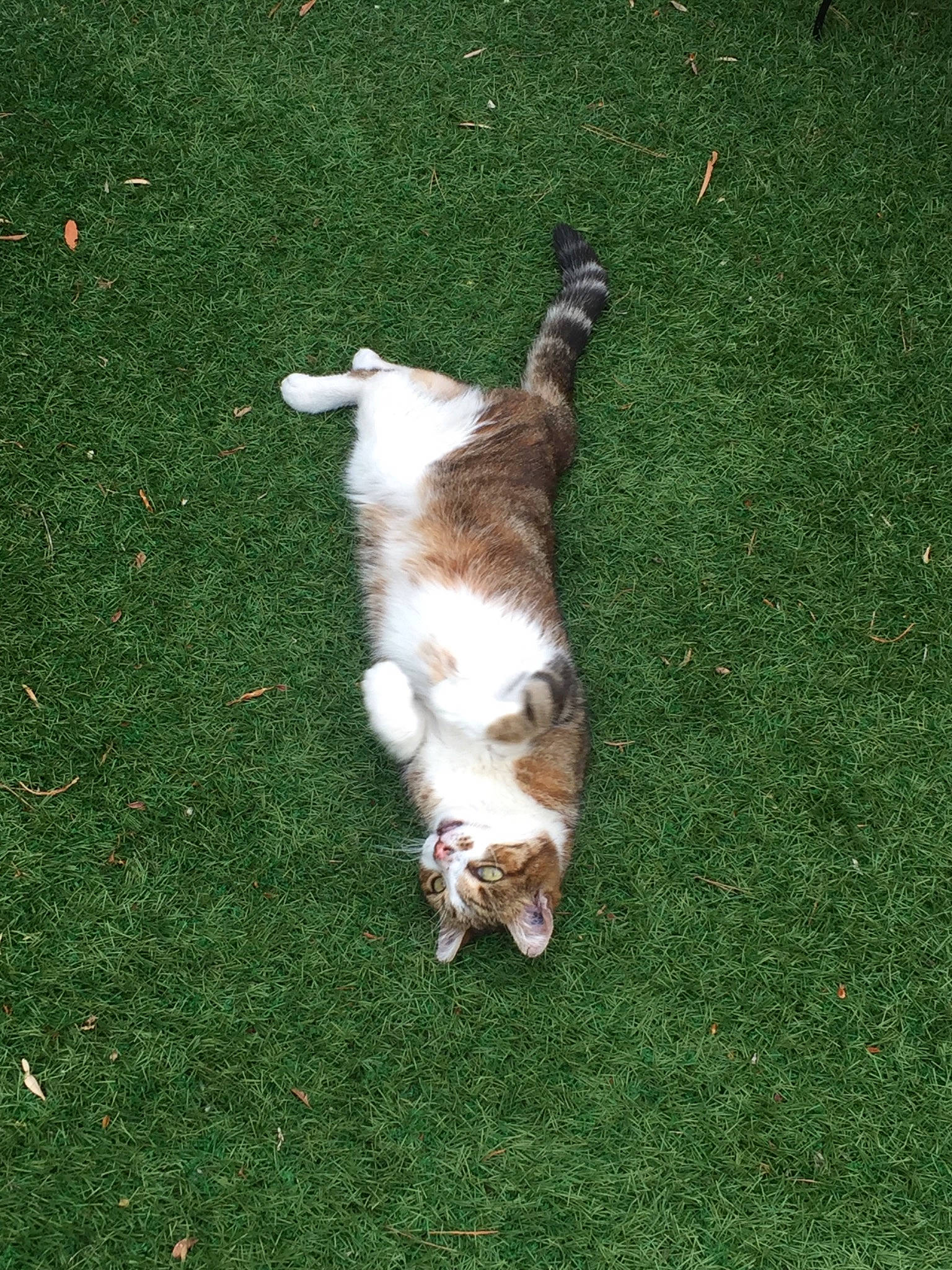 Papatenrond a rejoint le concours — aidez-le/la à gagner de superbes lots ! canidae, carnivore, cat, companion_dog, dog, dog_breed, felidae, grass, green, lawn, puppy, small_to_medium_sized_cats, sporting_group, tail