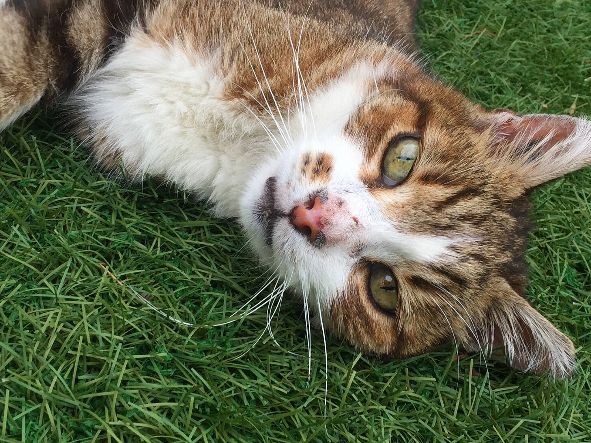 Papatenrond a rejoint le concours — aidez-le/la à gagner de superbes lots ! aegean_cat, carnivore, cat, domestic_short_haired_cat, european_shorthair, eye, felidae, fur, grass, kitten, mammal, plant, small_to_medium_sized_cats, tabby_cat, whiskers