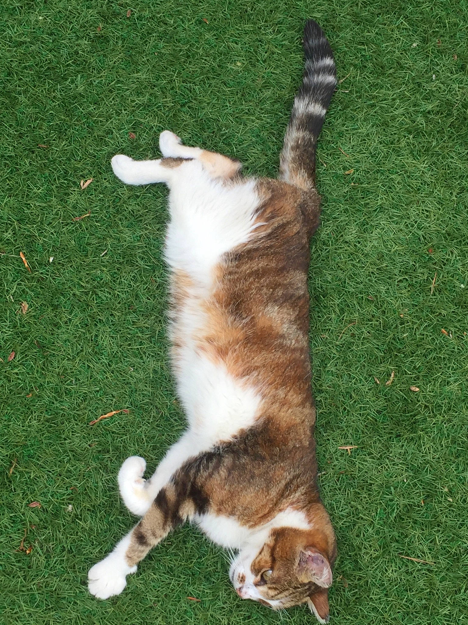 Papatenrond participe au concours pour gagner de l'argent avec cette photo : canidae, carnivore, cat, dog_breed, fawn, felidae, grass, polydactyl_cat, small_to_medium_sized_cats, tail, whiskers