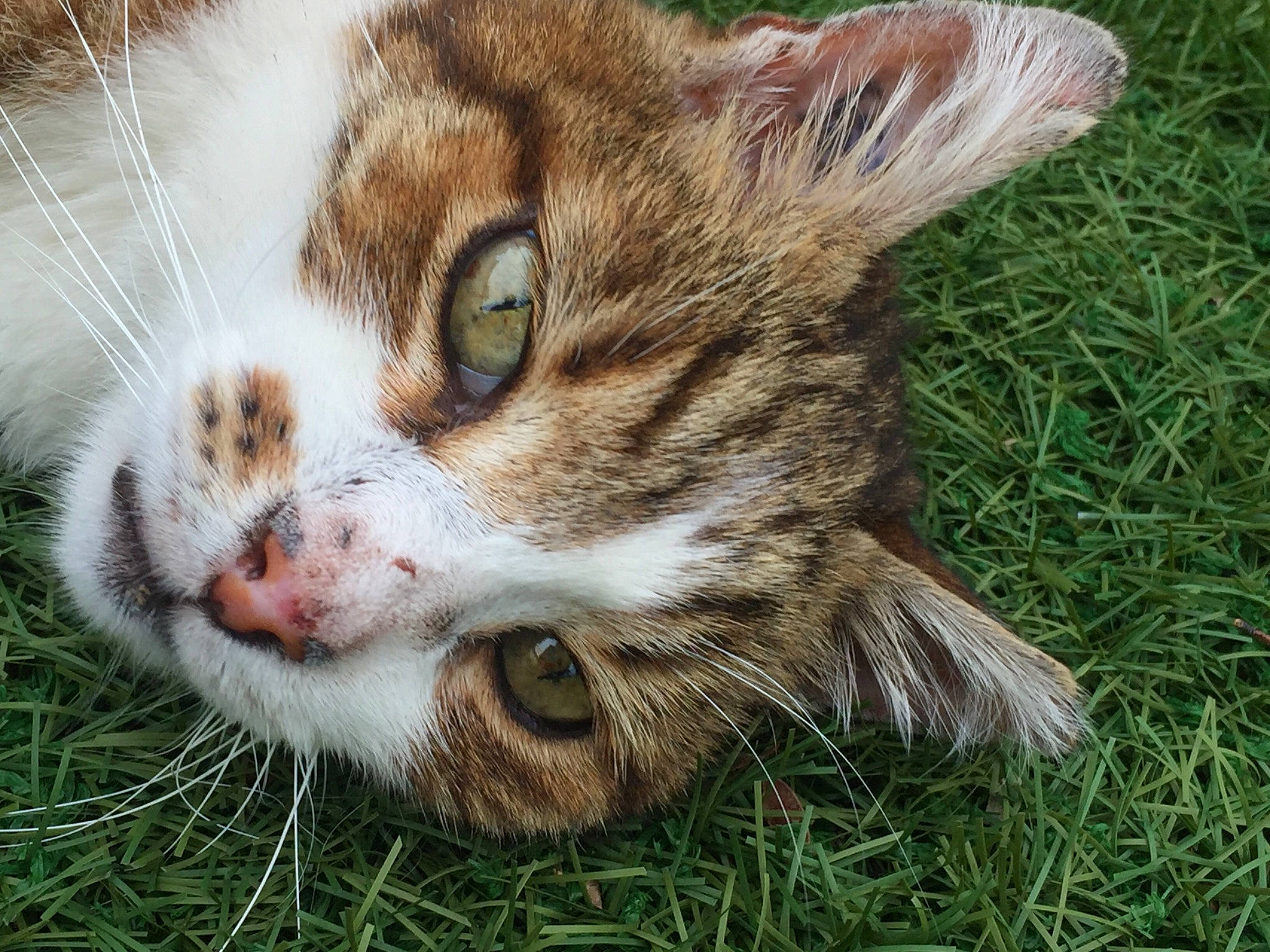 Papatenrond a rejoint le concours — aidez-le/la à gagner de superbes lots ! aegean_cat, american_wirehair, carnivore, cat, close_up, domestic_short_haired_cat, european_shorthair, eye, felidae, grass, kitten, mammal, plant, rusty_spotted_cat, small_to_medium_sized_cats, snout, tabby_cat, whiskers, wild_cat, wildlife