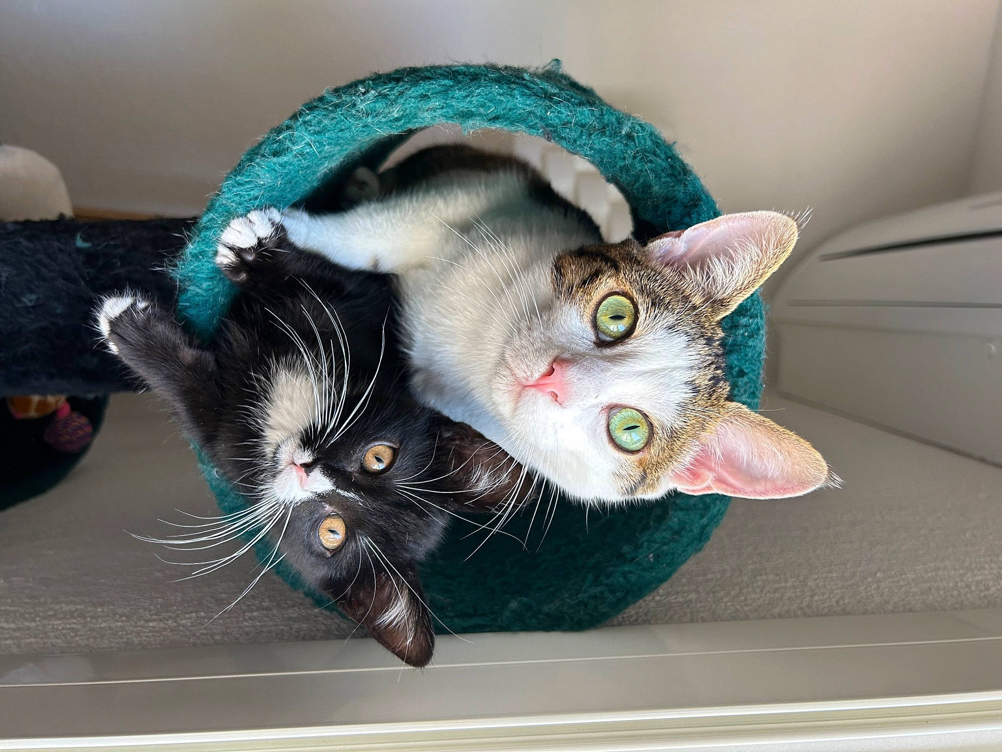 Tiko participe au concours pour gagner de l'argent avec cette photo : carnivore, cat, cat_supply, collar, domestic_short_haired_cat, fashion_accessory, felidae, fur, paw, small_to_medium_sized_cats, snout, tail, vertebrate, whiskers, window