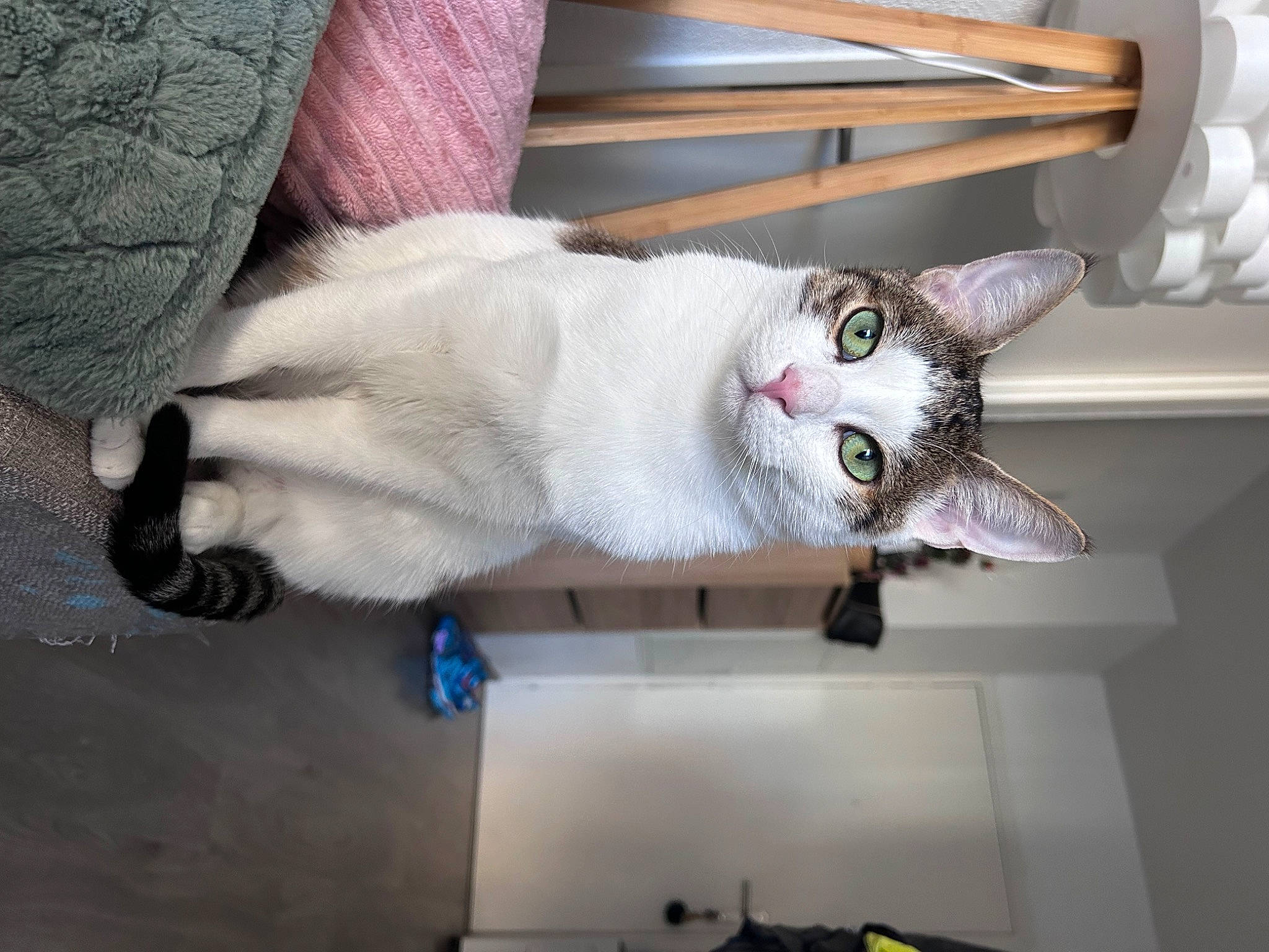 Tiko participe au concours pour gagner de l'argent avec cette photo : carnivore, cat, collar, domestic_short_haired_cat, door, felidae, fur, grey, hardwood, room, small_to_medium_sized_cats, tail, whiskers, wood