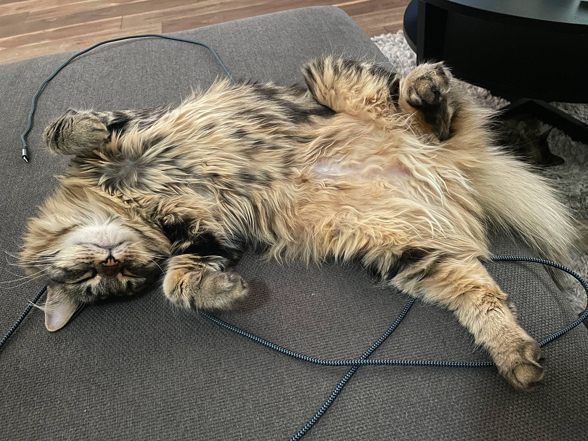 Daisy joined the competition — help win amazing prizes! carnivore, cat, claw, comfort, companion_dog, dog_breed, domestic_short_haired_cat, felidae, flooring, fur, lap, metal, nap, paw, sleep, small_to_medium_sized_cats, snout, tail, terrestrial_animal, whiskers