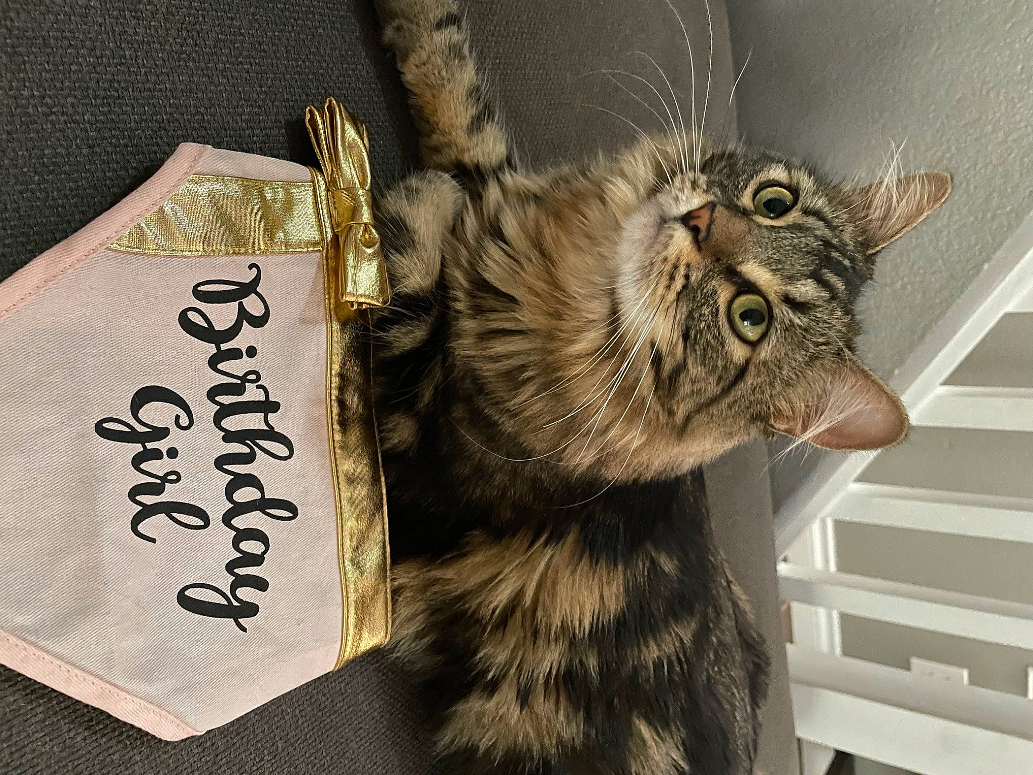 Daisy joined the competition — help win amazing prizes! carnivore, cat, claw, domestic_short_haired_cat, fashion_accessory, felidae, font, fur, paw, small_to_medium_sized_cats, snout, tail, terrestrial_animal, whiskers