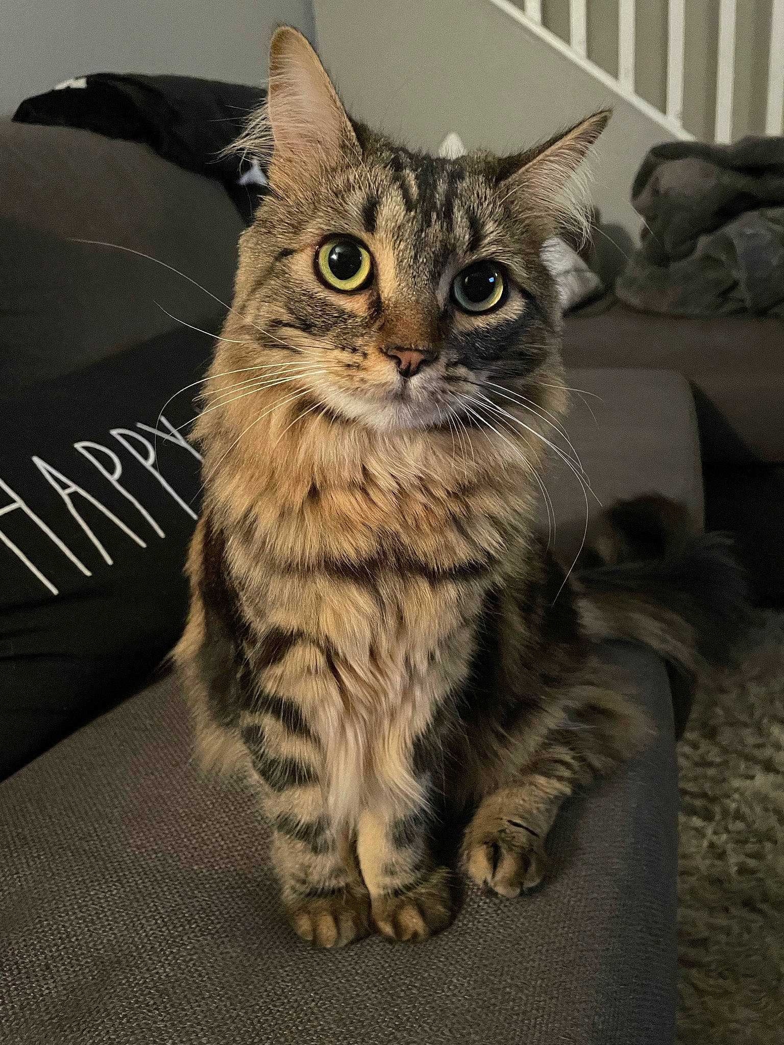 Daisy is registered to the contest to win money with this photo: box, carnivore, cat, claw, comfort, couch, domestic_short_haired_cat, felidae, fur, paw, sitting, small_to_medium_sized_cats, snout, tail, terrestrial_animal, whiskers, wildlife