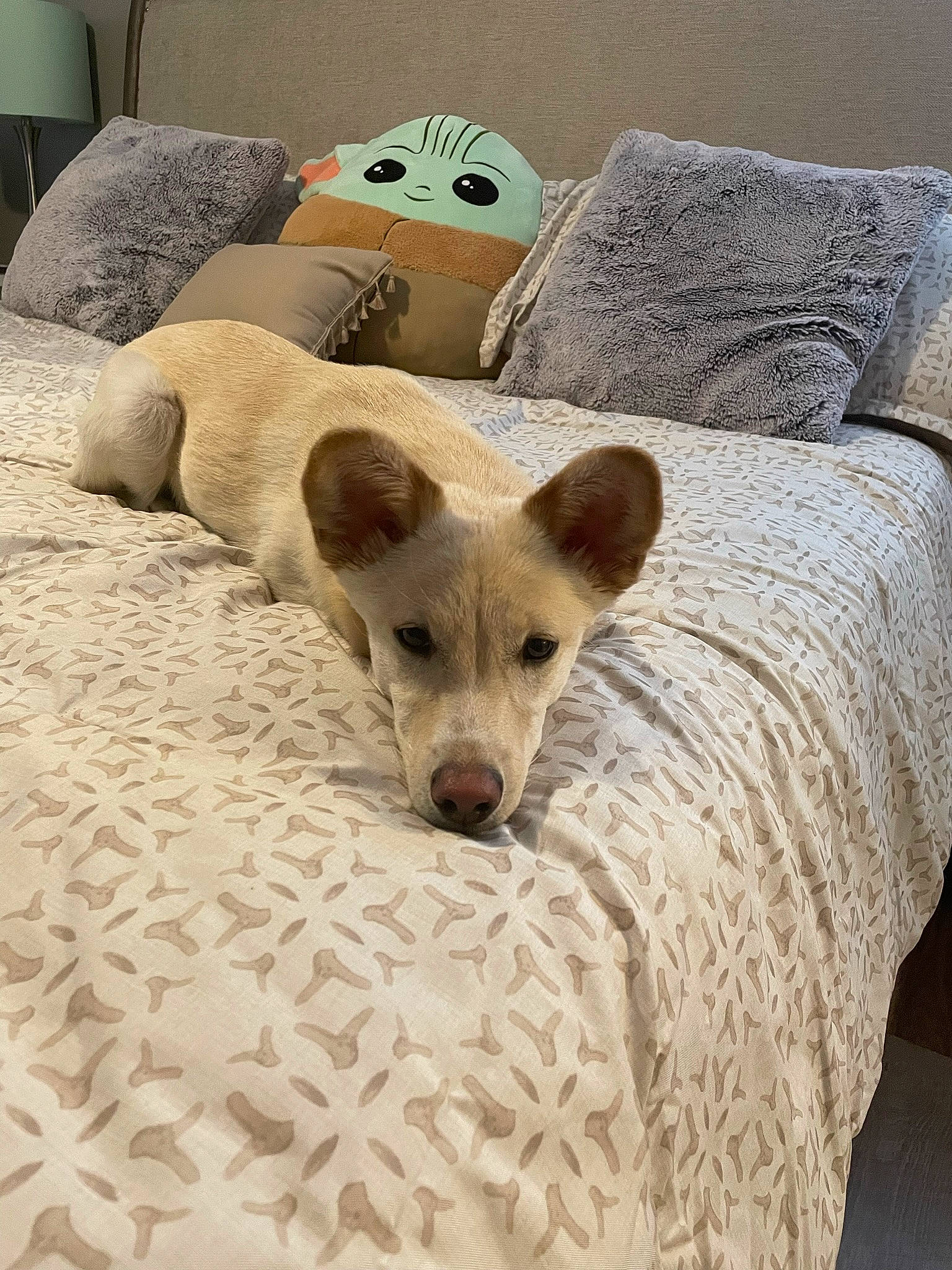 Ollie joined the competition — help win amazing prizes! bed, bedding, carnivore, comfort, companion_dog, dog, dog_breed, fawn, flooring, fur, hardwood, linens, paw, room, sporting_group, tail, terrestrial_animal, whiskers, wood, working_animal