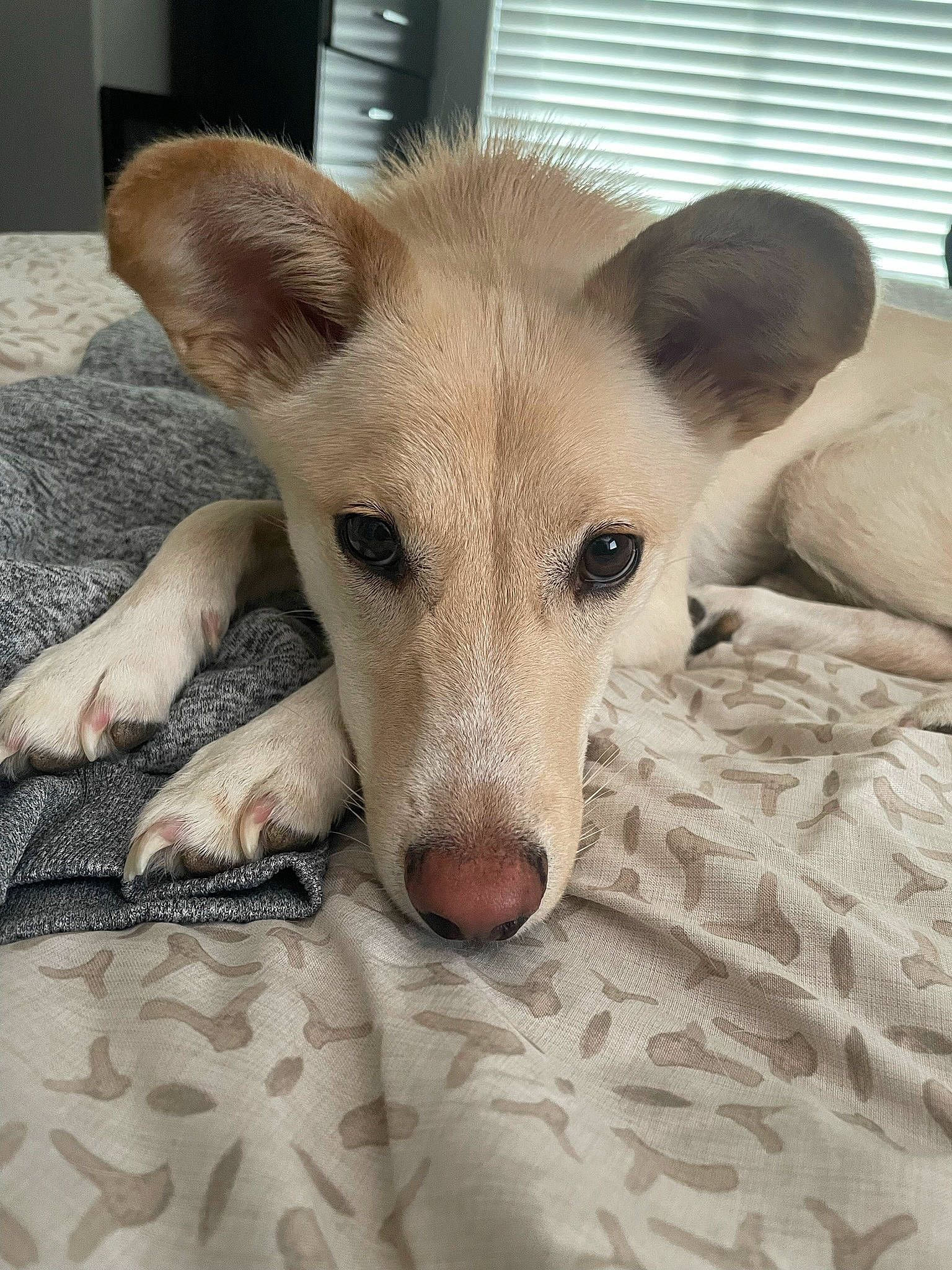 Ollie is registered to the contest to win money with this photo: canidae, carnivore, comfort, companion_dog, dog, dog_breed, ear, fawn, flooring, fur, head, non_sporting_group, paw, snout, sporting_group, tail, terrestrial_animal, whiskers, window_blind, working_animal