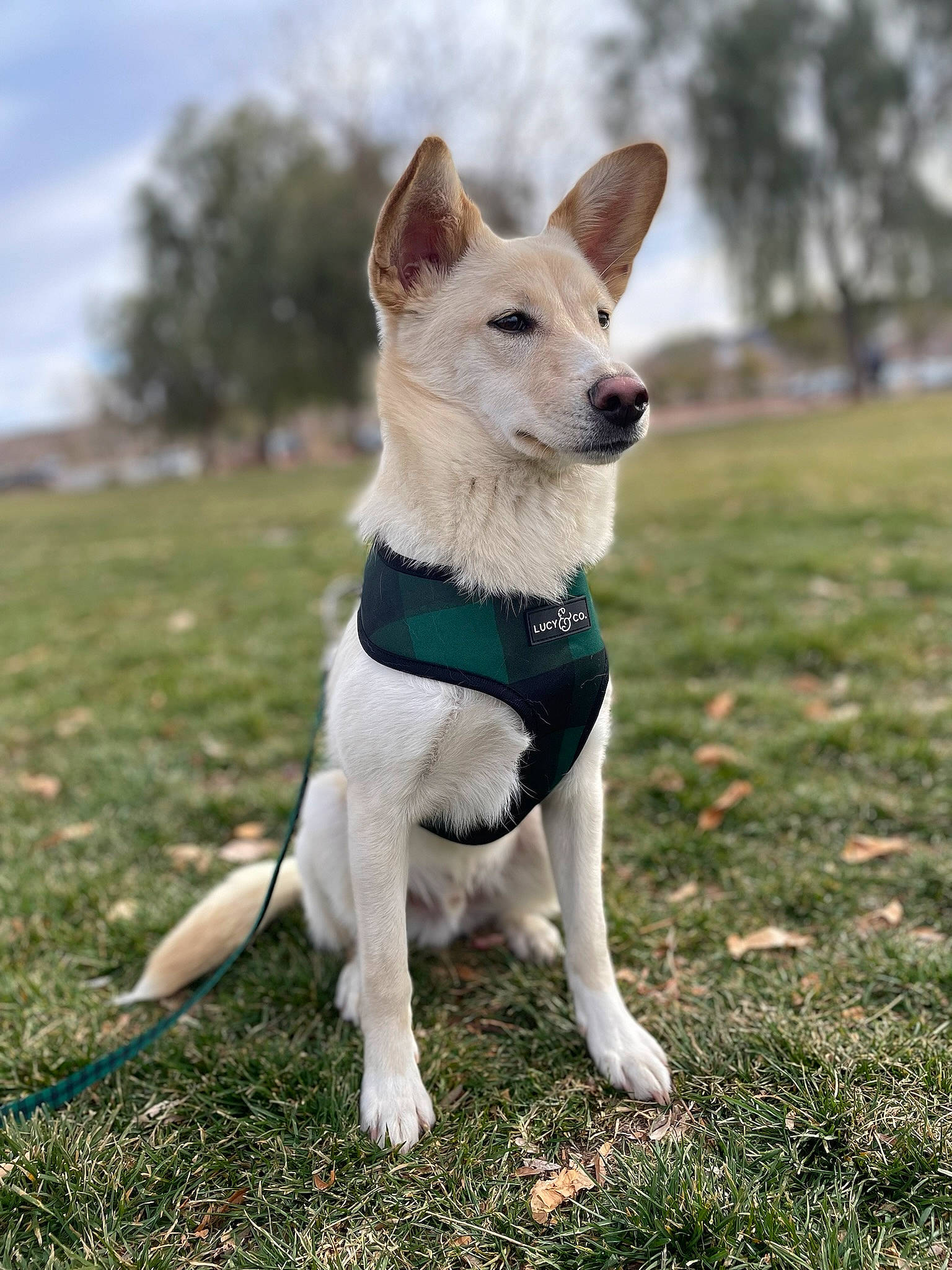 Ollie joined the competition — help win amazing prizes! canidae, carnivore, collar, companion_dog, dog, dog_breed, dog_clothes, dog_collar, dog_supply, fashion_accessory, fawn, grass, leash, plant, sky, snout, sporting_group, tail, terrier, tree