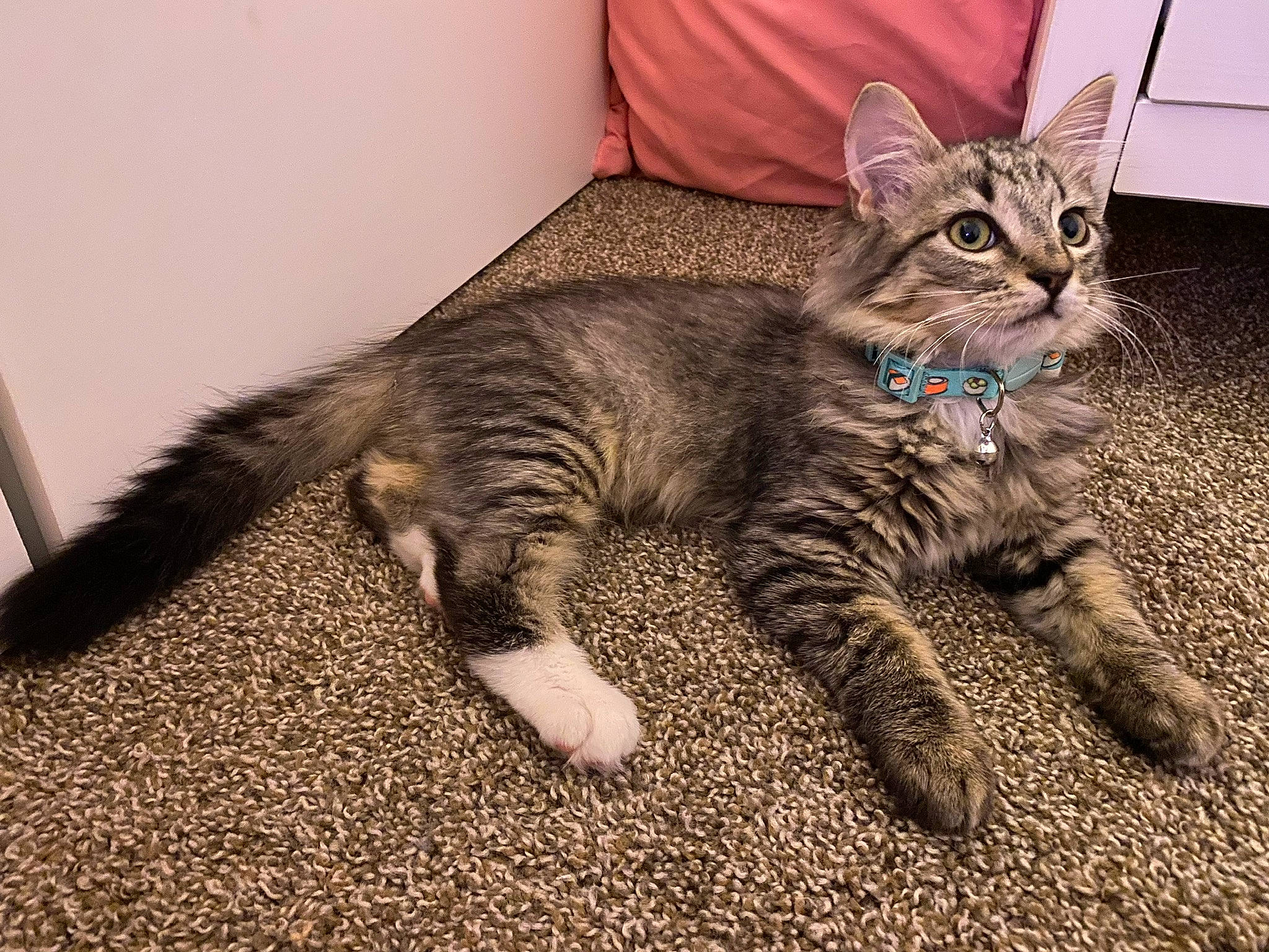 Loki is registered to the contest to win money with this photo: carnivore, cat, claw, comfort, domestic_short_haired_cat, eye, felidae, foot, fur, paw, sitting, small_to_medium_sized_cats, snout, tail, terrestrial_animal, whiskers, wildlife