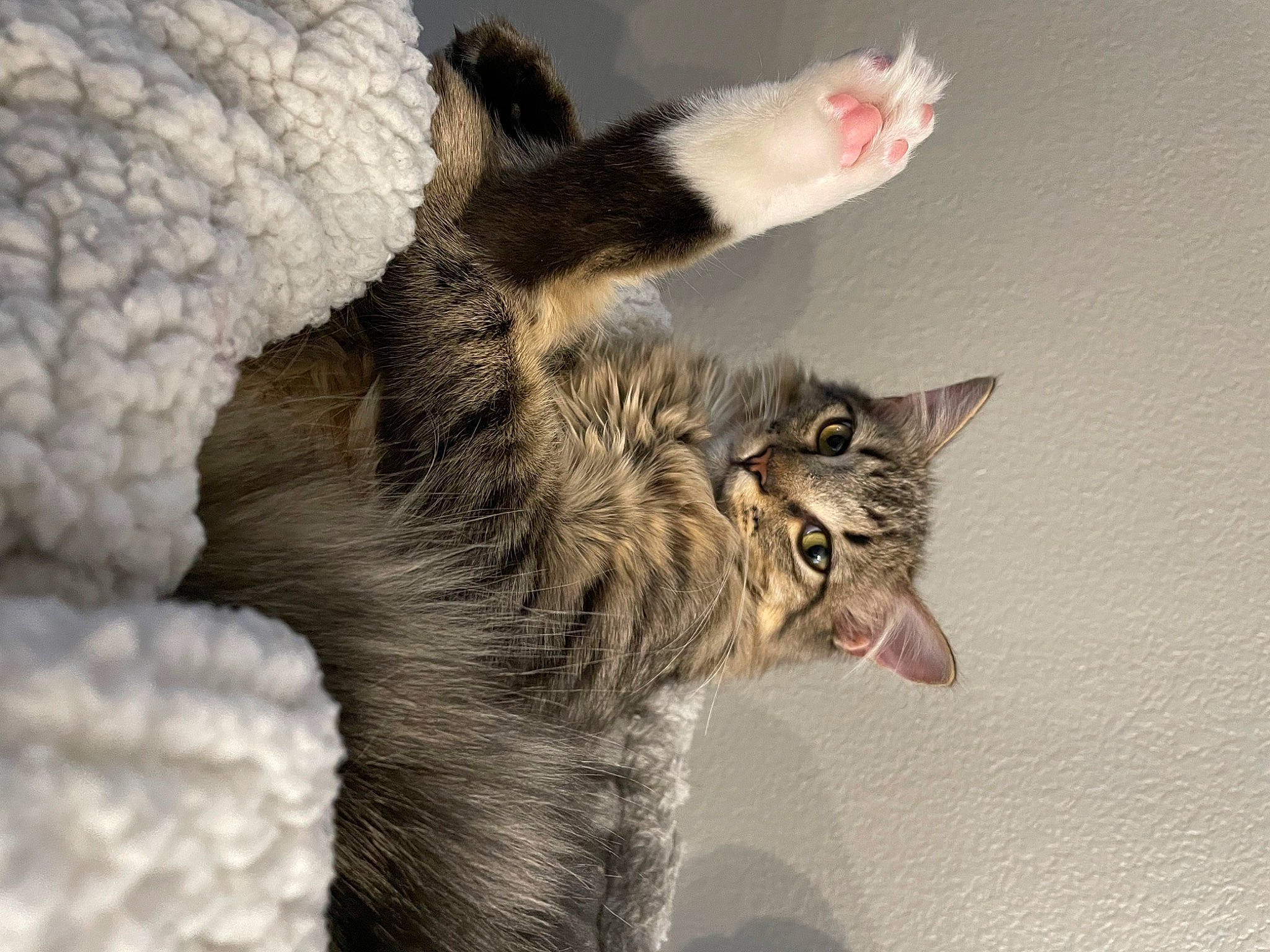 Loki is registered to the contest to win money with this photo: carnivore, cat, claw, domestic_short_haired_cat, felidae, fur, gesture, paw, small_to_medium_sized_cats, snout, tail, terrestrial_animal, whiskers, wool