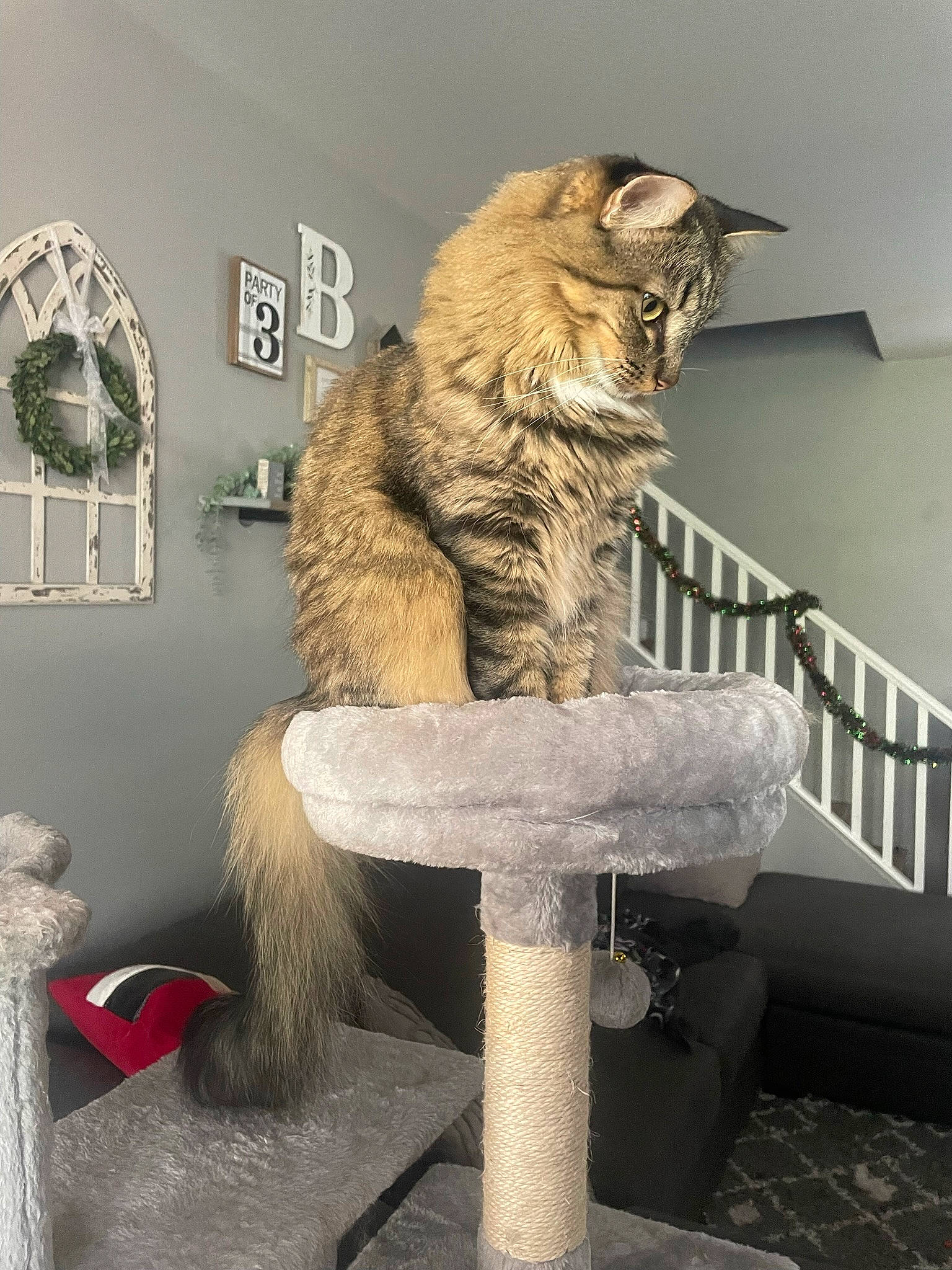 Loki is registered to the contest to win money with this photo: art, carnivore, cat, cat_furniture, cat_supply, domestic_short_haired_cat, fawn, felidae, fur, grey, hat, natural_material, pet_supply, room, shelf, small_to_medium_sized_cats, tail, whiskers, wood