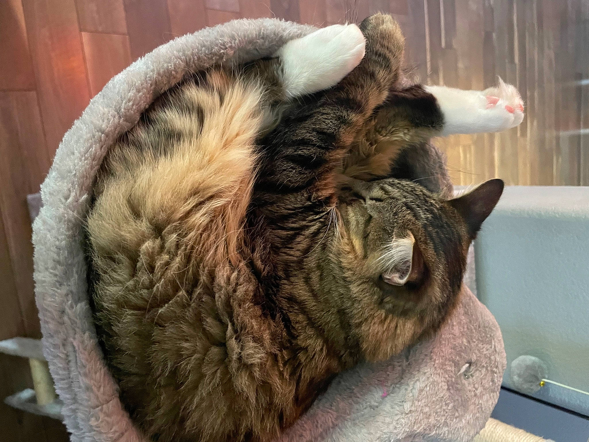 Loki is registered to the contest to win money with this photo: carnivore, cat, cat_supply, claw, comfort, domestic_short_haired_cat, ear, felidae, fur, nap, natural_material, pet_supply, sleep, small_to_medium_sized_cats, snout, tail, terrestrial_animal, whiskers, wood