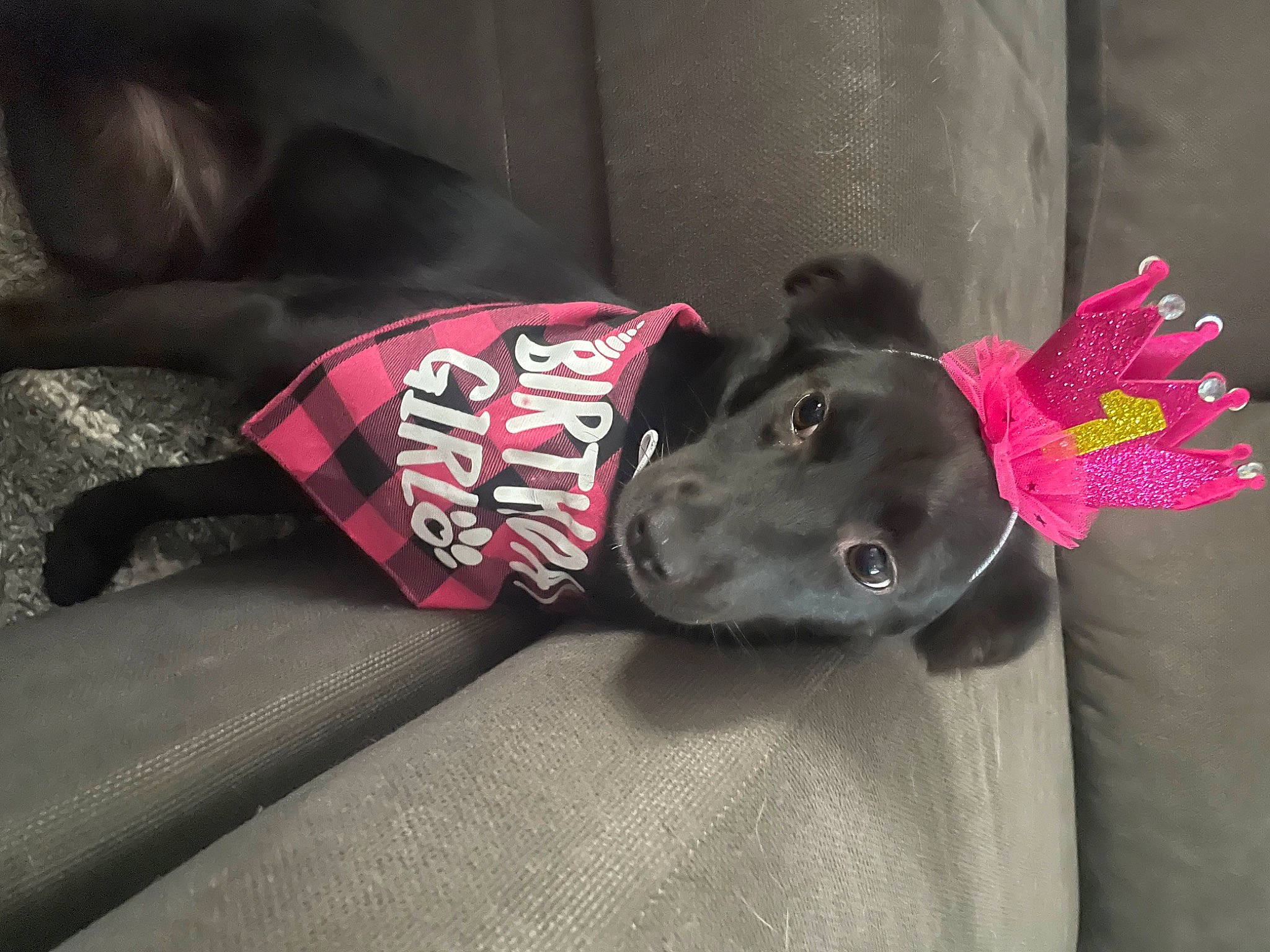 Izzy joined the competition — help win amazing prizes! carmine, carnivore, collar, comfort, companion_dog, dog, dog_breed, dog_clothes, dog_collar, dog_supply, fashion_accessory, fur, grey, guard_dog, leash, linens, magenta, personal_protective_equipment, pet_supply, working_animal