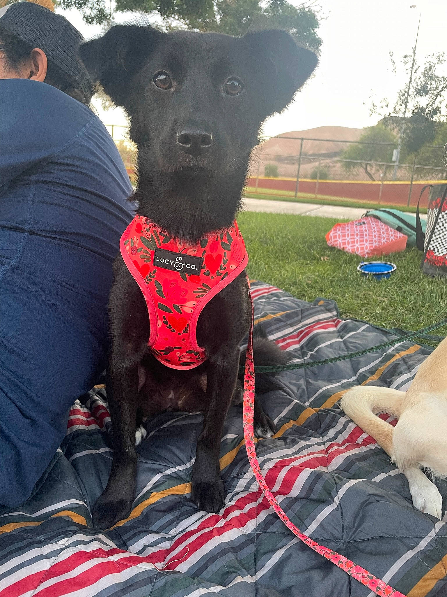 Izzy joined the competition — help win amazing prizes! borador, carnivore, collar, companion_dog, dog, dog_breed, dog_clothes, dog_collar, dog_supply, fashion_accessory, fawn, grass, leash, personal_protective_equipment, pet_supply, recreation, sky, sporting_group, tree, working_animal